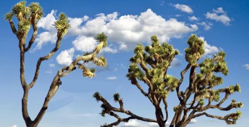 What trees grow in Yucca Valley? post thumbnail image