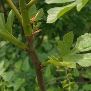 When Should You Prune A Fig Tree UK? FIG Tree Pruning