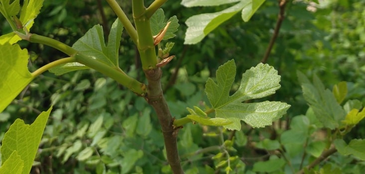 When Should You Prune A Fig Tree UK? FIG Tree Pruning post thumbnail image