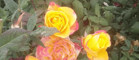 Yellow rose, what are the names of roses