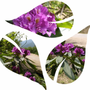 What are purple flowering plants in Germany?