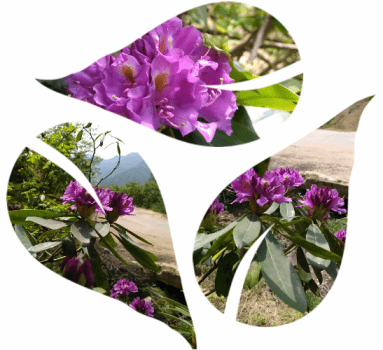What are purple flowering plants in Germany? post thumbnail image