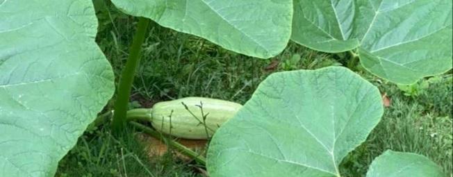 What is the best vegetable to grow in Florida? post thumbnail image