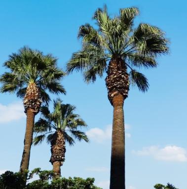 How do you trim a California palm tree?