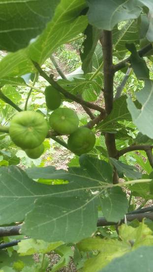 How do you winterize a fig tree in Canada