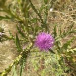 Where does Scottish thistle grow?