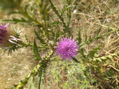 Where does Scottish thistle grow?