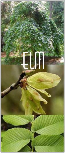 How many years can an elm live in America?
