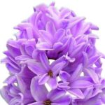How to grow hyacinths in Canada, Canadian Hyacinths
