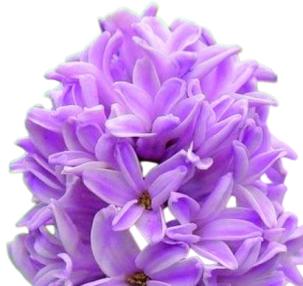 Can hyacinths grow in Canada? post thumbnail image