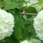 Is Viburnum a Fast Growing Plant?