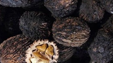 Is the USA the homeland of Black Walnuts