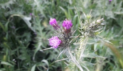 Thistles features in Scotland