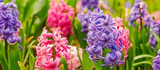 What colors do hyacinths bloom in Canada?