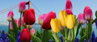 What month do tulips bloom in Canada