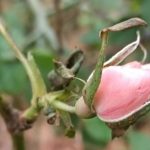 When should roses be pruned in Canada