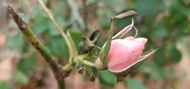 When should roses be pruned in Canada