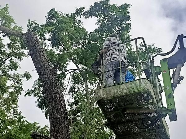 What is the best time to trim trees in Florida? post thumbnail image