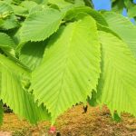 Where are elm trees found in the US?