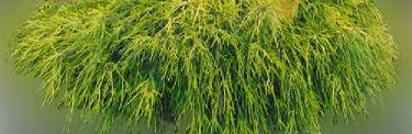 Where do Washingtonia filifera grow?