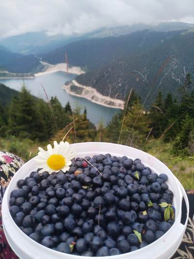 Where do the best blueberries grow?
