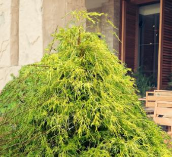 Where does Washingtonia filifera come from?