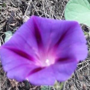 What has a purple flower?
