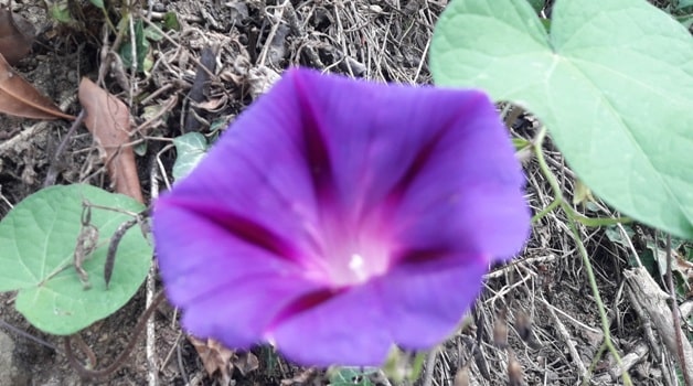What has a purple flower?