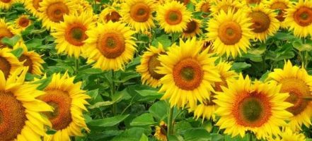 Are sunflowers native to the US