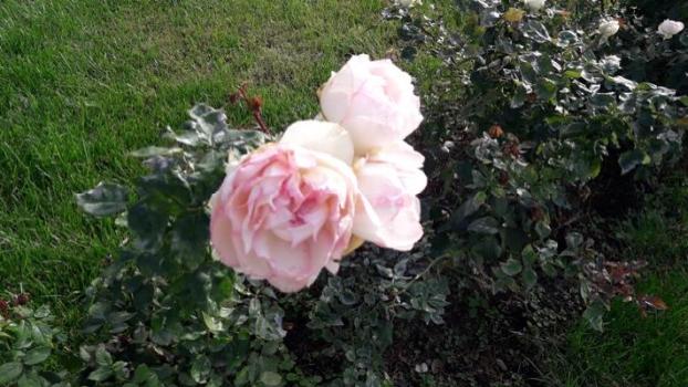 How many types of roses are there? Can you name the roses? post thumbnail image