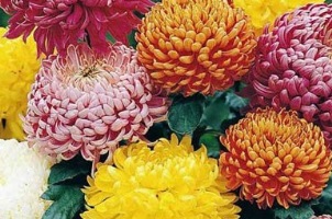 Does Chrysanthemum flower grow in North America? post thumbnail image