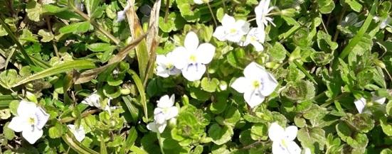 What are the names of plants with white blooms in Alabama?