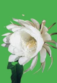 What do queen of the night flowers symbolize? post thumbnail image