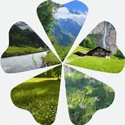 What plants grow in the Swiss Alps