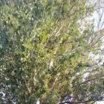 When is logging and pruning done in the Delaware area?