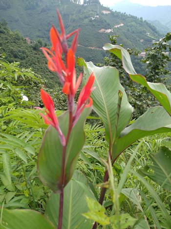 canna flower plant