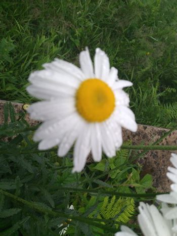 white moon daisy flower