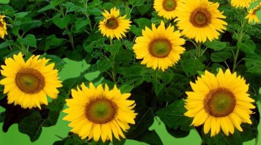 Do sunflowers grow in Sweden? post thumbnail image