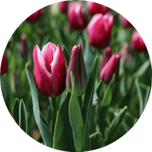 Can tulips grow in Sweden