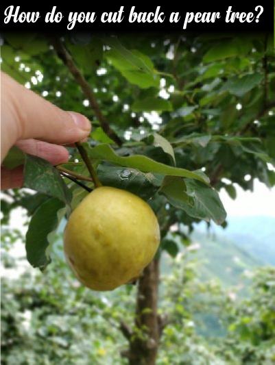How do you cut back a pear tree?