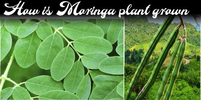 How is Moringa plant grown?