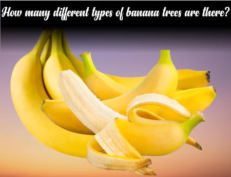 How many different types of banana trees are there?