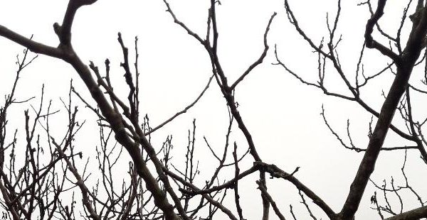 How much does tree pruning cost in Vancouver?