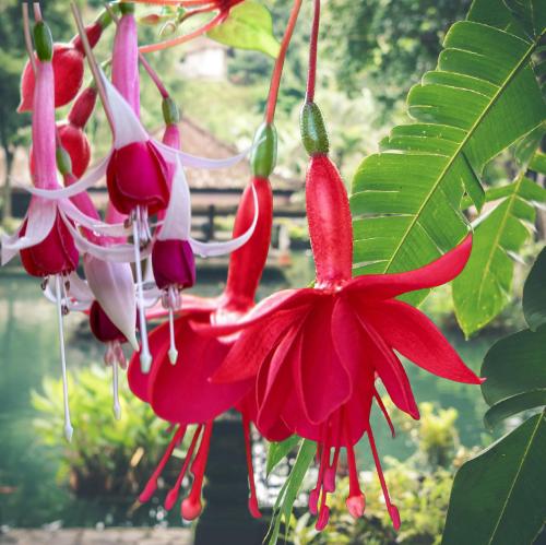 How to Care for Fuchsia Flowers?