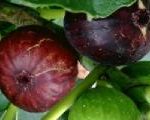 How to grow a good fig tree in Canada?