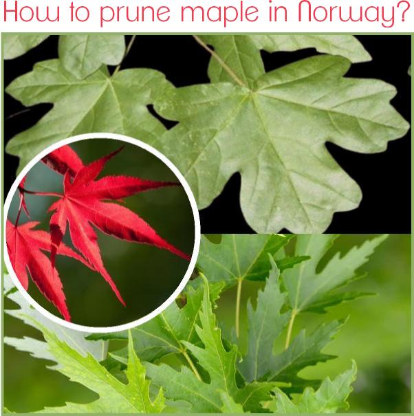 How to prune maple in Norway?