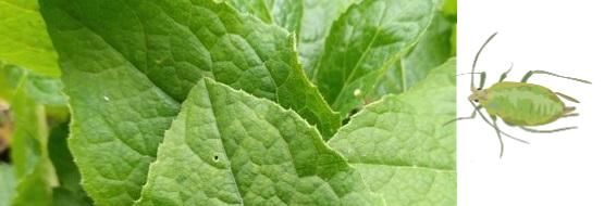Natural remedies for aphids on roses