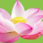 What are Lotus Flower Colors and Meanings?