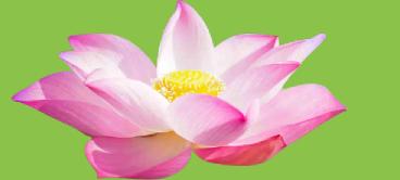 What is the spiritual meaning of the lotus flower? post thumbnail image