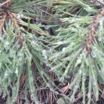 What are the names of coniferous trees that grow in Ottawa?